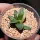 Haworthia pygmaea variegata Tiger Pyg