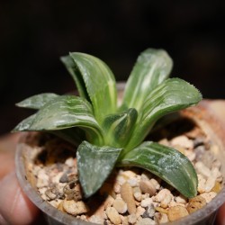 Haworthia pygmaea asperula variegata