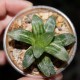 Haworthia pygmaea asperula variegata