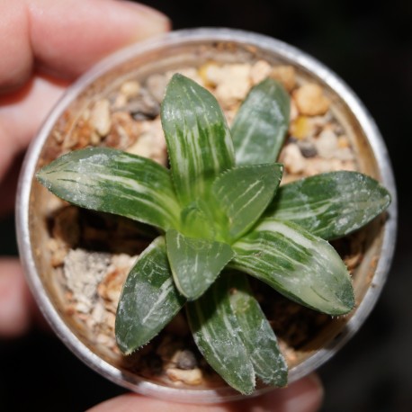 Haworthia pygmaea asperula variegata