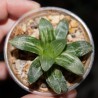 Haworthia pygmaea asperula variegata