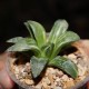 Haworthia pygmaea asperula variegata