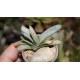 Gasteria Misuzu no Fuji