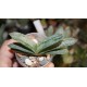 Gasteria Misuzu no Fuji