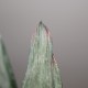 Gasteria Misuzu no Fuji