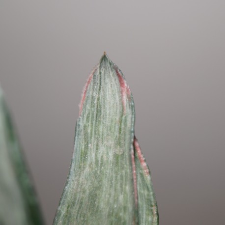 Gasteria Misuzu no Fuji