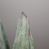 Gasteria Misuzu no Fuji - детка