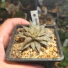 Haworthia Superb ex Renny