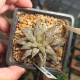 Haworthia Superb