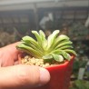 Haworthia truncata Lime Green variegata
