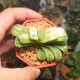 Haworthia truncata Lime Green variegata