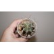 Astrophytum ornatum