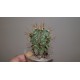 Astrophytum ornatum