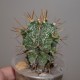 Astrophytum ornatum