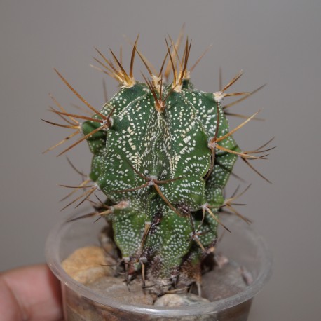 Astrophytum ornatum