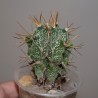 Astrophytum ornatum