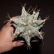 Astrophytum ornatum Kikko 