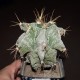Astrophytum ornatum Kikko 