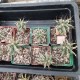 Astrophytum ornatum Kikko 
