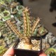 Euphorbia tenuispinosa