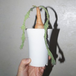 Euphorbia buruana