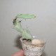 Euphorbia buruana