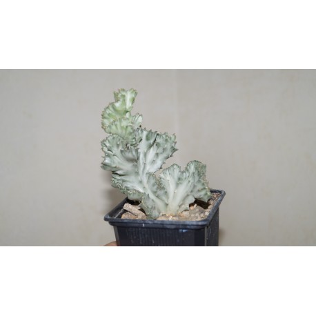 Euphorbia lactea variegata cristata