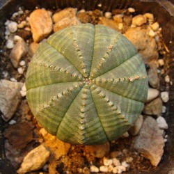 Euphorbia obesa