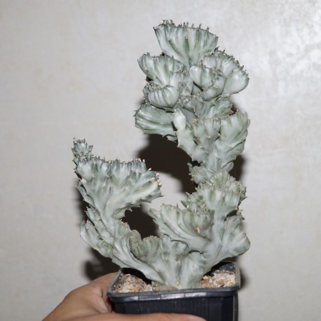 Euphorbia lactea variegata cristata