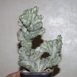 Euphorbia lactea variegata cristata