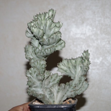 Euphorbia lactea variegata cristata