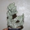 Euphorbia lactea cristata variegata SELECTED