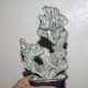 Euphorbia lactea variegata cristata