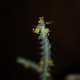 Euphorbia tenuispinosa