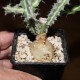 Euphorbia tenuispinosa - черенок