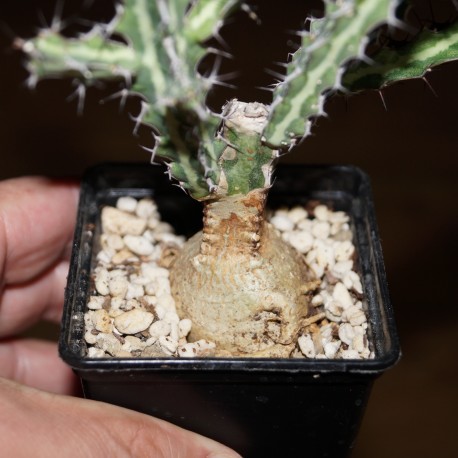 Euphorbia tenuispinosa