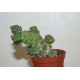Monadenium ritchiei многоголовый