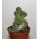 Euphorbia ritchiei - черенок