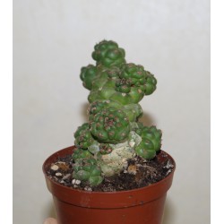 Monadenium ritchiei многоголовый