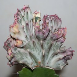 Euphorbia lactea cristata variegata Multicolored