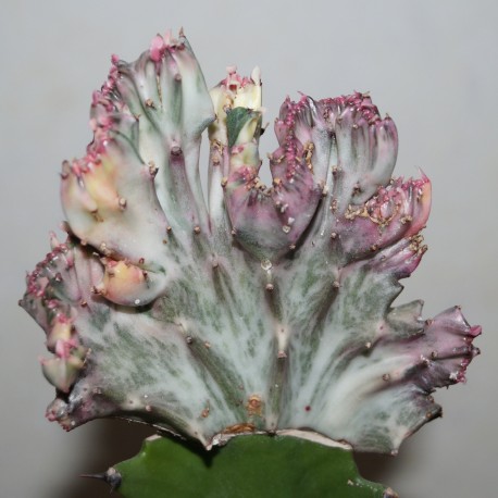 Euphorbia lactea cristata variegata Multicolored