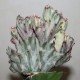 Euphorbia lactea cristata variegata Multicolored