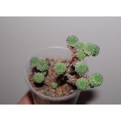 Седум Sedum multiceps