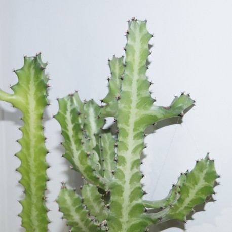 Euphorbia lactea variegata
