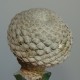 Euphorbia piscidermis