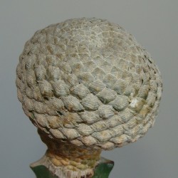 Euphorbia piscidermis