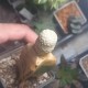 Euphorbia piscidermis