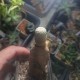 Euphorbia piscidermis
