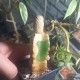 Euphorbia piscidermis