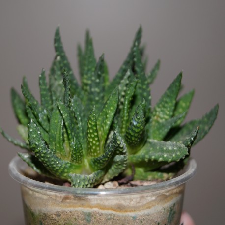 Haworthia pumila caespitosa